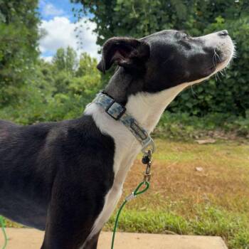 Pit Bull Terrier and Black Labrador Retriever Dogs Available for Adoption in Tuscaloosa, Alabama - *Courtesy Listing - Goose | PetCurious