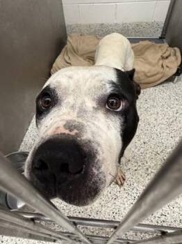Buck -  Mixed Breed Dog for Adoption in Atlanta, Georgia - Buck | PetCurious