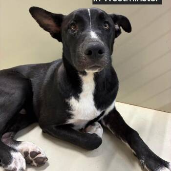 WAGS-Stray-22744 -  Husky and German Shepherd Dog Dog for Adoption in Westminster, California - WAGS-Stray-22744 | PetCurious