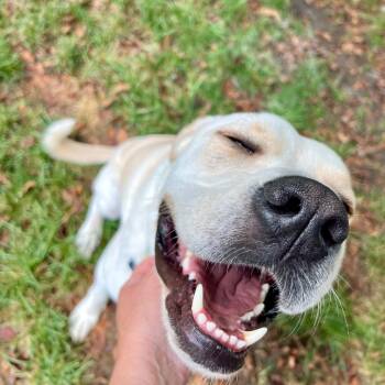 Rescue Labrador Retriever Dogs for Adoption in South Elgin, Illinois - Leon - Home To Home | PetCurious