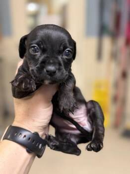 A1931653 -  Chihuahua and Mixed Breed Dog for Adoption in Riverside, California - A1931653 | PetCurious