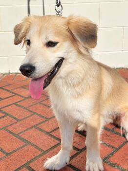 Ella -  Golden Retriever and Corgi Dog for Adoption in Casselberry, Florida - Ella | PetCurious