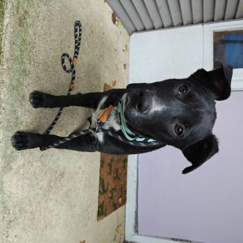 Rescue Labrador Retriever and Mixed Breed Dogs for Adoption in Madison, Wisconsin - Zurro | PetCurious