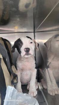 Mixed Breed Dogs Available for Adoption - CHILLI | PetCurious