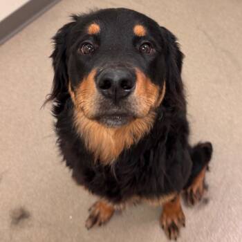 Rottweiler and Mixed Breed Dogs Available for Adoption in Lynchburg, Virginia - O