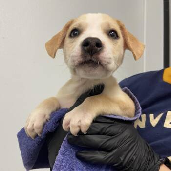 Mixed Breed Dogs Available for Adoption in Abilene, Texas - Guy | PetCurious