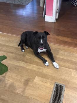 Friendly -  Shepherd Dog for Adoption in Santa Monica, California - Friendly | PetCurious