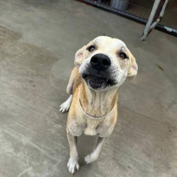 Old Man Charles -  Hound Dog for Adoption in Parrish, Alabama - Old Man Charles | PetCurious