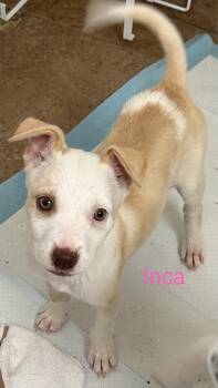 Mixed Breed Dogs Available for Adoption in Albuquerque, New Mexico - Inca | PetCurious