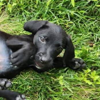 Sparkle -  Labrador Retriever Dog for Adoption in Springfield, Missouri - Sparkle | PetCurious