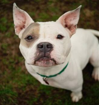 Pit Bull Terrier Dogs Available for Adoption - SUMMER | PetCurious