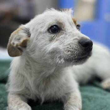 Terrier and Mixed Breed Dogs Available for Adoption in Huntsville, Alabama - Wrangler | PetCurious