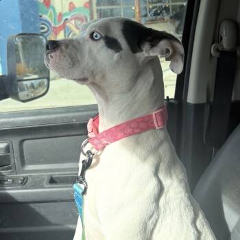 Rescue Pit Bull Terrier Dogs for Adoption in Parker, Colorado - 731 (2025) Mama Angel | PetCurious