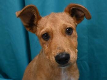 River -  German Shepherd Dog and Mixed Breed Dog for Adoption in Portland, Oregon - River | PetCurious