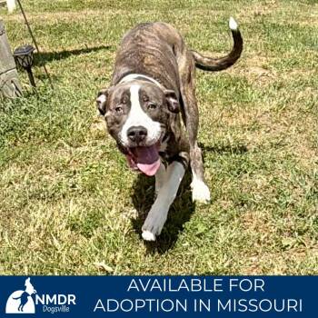 Loki - Missouri (AG26-245) -  Mastiff and Labrador Retriever Dog for Adoption in Peyton, Colorado - Loki - Missouri (AG26-245) | PetCurious