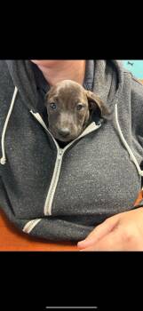 Rescue Labrador Retriever and Mixed Breed Dogs for Adoption in Hot Springs, Arkansas - Isabela | PetCurious