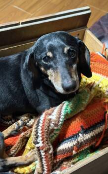 Tucker -  Dachshund Dog for Adoption in Sioux Falls, South Dakota - Tucker | PetCurious