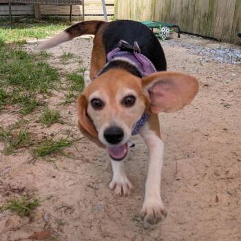 Pansy 8547 -  Beagle Dog for Adoption in Freeport, Florida - Pansy 8547 | PetCurious