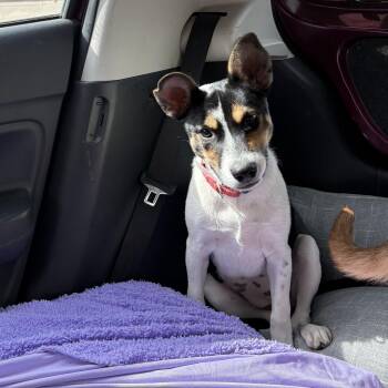 Australian Cattle Dog Blue Heeler and Mixed Breed Dogs Available for Adoption - Meadow | PetCurious