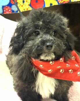 Maltipoo and Shih Poo Dogs Available for Adoption in Cupertino, California - GRETAL | PetCurious
