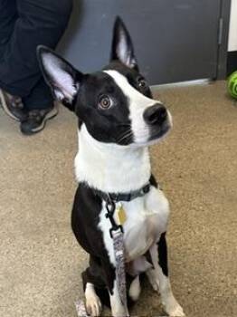 Mab -  Border Collie Dog for Adoption in Cleveland, Ohio - Mab | PetCurious