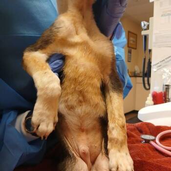 Catahoula Leopard Dog and Mixed Breed Dogs Available for Adoption - Rabbit | PetCurious