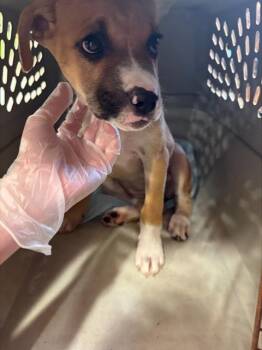 Rescue Black Mouth Cur and Mixed Breed Dogs for Adoption in Louisville, Kentucky - PATRICIA | PetCurious