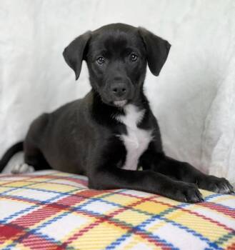 Labrador Retriever and Mixed Breed Dogs Available for Adoption in Savage, Minnesota - Wizard Of Oz - Tin Man | PetCurious