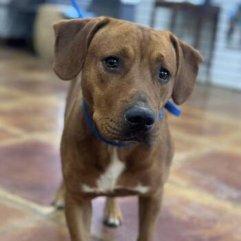 Red -  Labrador Retriever and Coonhound Dog for Adoption in Atlanta, Texas - Red | PetCurious