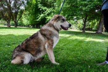 Forrest -  Alaskan Malamute and German Shepherd Dog Dog for Adoption in Yakima, Washington - Forrest | PetCurious