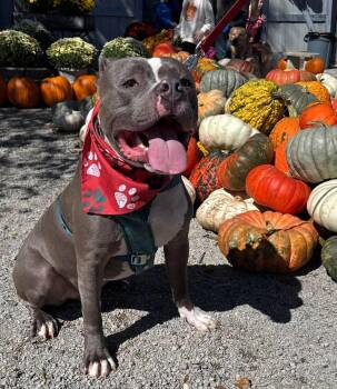 Sugar Cane -  Pit Bull Terrier Dog for Adoption in Germantown, Ohio - Sugar Cane | PetCurious