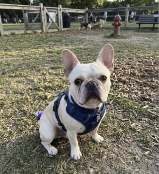 BamBam -  French Bulldog Dog for Adoption in New York, New York - BamBam | PetCurious