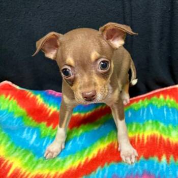 Tippy -  Chihuahua and Dachshund Dog for Adoption in Gainesville, Georgia - Tippy | PetCurious