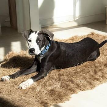 Rescue Labrador Retriever Dogs for Adoption in Lucas, Texas - SYLPHIETTE GS | PetCurious