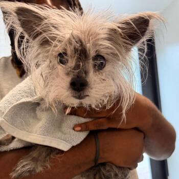 Jada -  Mixed Breed Dog for Adoption in Philadelphia, Pennsylvania - Jada | PetCurious