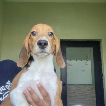 ?XF6 7017 -  Beagle Dog for Adoption in Loxahatchee Groves, Florida - ?XF6 7017 | PetCurious