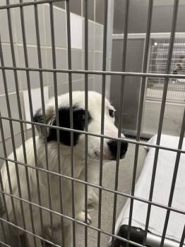 Border Collie Dogs Available for Adoption in Las Vegas, Nevada - ABEL | PetCurious