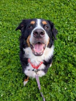 Nayla -  Mixed Breed Dog for Adoption in Montreal, Quebec - Nayla | PetCurious