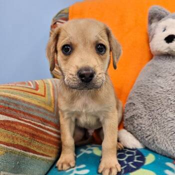 Sevier -  Mixed Breed Dog for Adoption in Huntsville, Alabama - Sevier | PetCurious