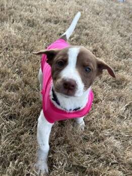 Mixed Breed Dogs Available for Adoption - MARMALADE | PetCurious