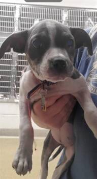 QUINN -  Pit Bull Terrier and Pointer Dog for Adoption in St. Louis, Missouri - QUINN | PetCurious