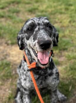Goldendoodle Dogs Available for Adoption in Manassas, Virginia - Cookie Dough (ID 50933/1097) | PetCurious