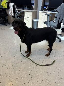 AMBER -  Rottweiler and Mixed Breed Dog for Adoption in Forney, Texas - AMBER | PetCurious