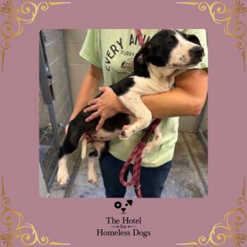 Rescue American Staffordshire Terrier and Terrier Dogs for Adoption in Cumberland, Rhode Island - Glinda | PetCurious