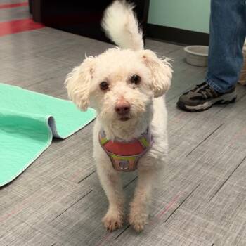 Moana -  Mixed Breed Dog for Adoption in Oak Brook, Illinois - Moana | PetCurious