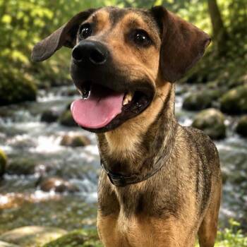 ANN -  Hound Dog for Adoption in Chicopee, Massachusetts - ANN | PetCurious