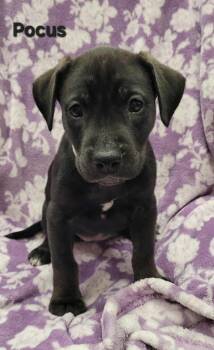 Rescue Shepherd Dogs for Adoption in Saint Clairsville, Ohio - Pocus | PetCurious