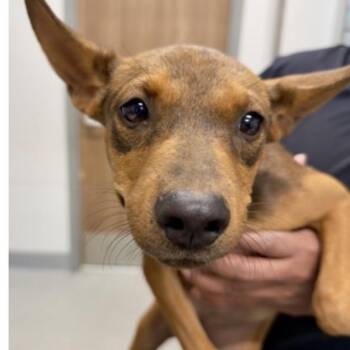 FWT Elise -  Jack Russell Terrier and Mixed Breed Dog for Adoption in Midland, Texas - FWT Elise | PetCurious