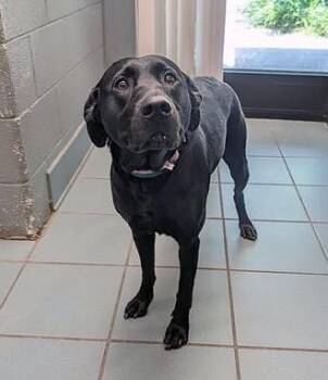 Mixed Breed Dogs Available for Adoption in Nashville, Tennessee - Kpop | PetCurious