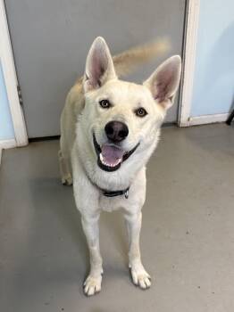 Wolowitz -  Mixed Breed Dog for Adoption in Big Rapids, Michigan - Wolowitz | PetCurious